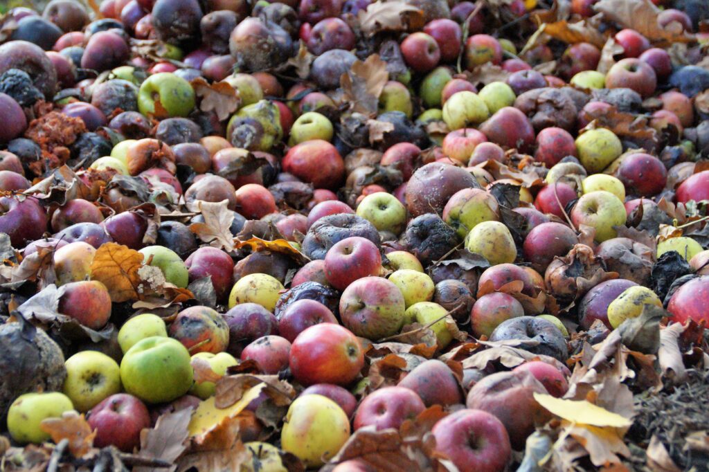 The Big Picture: Food Waste Reduction and Sustainability