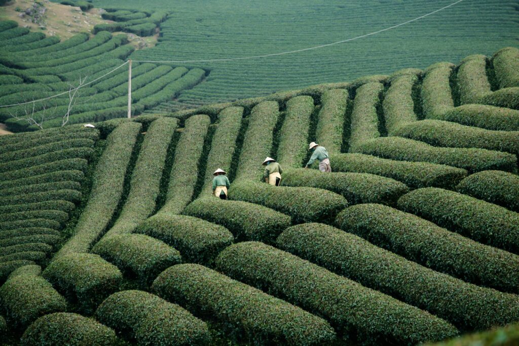 Predictive Analytics: Forecasting the Future of Farming