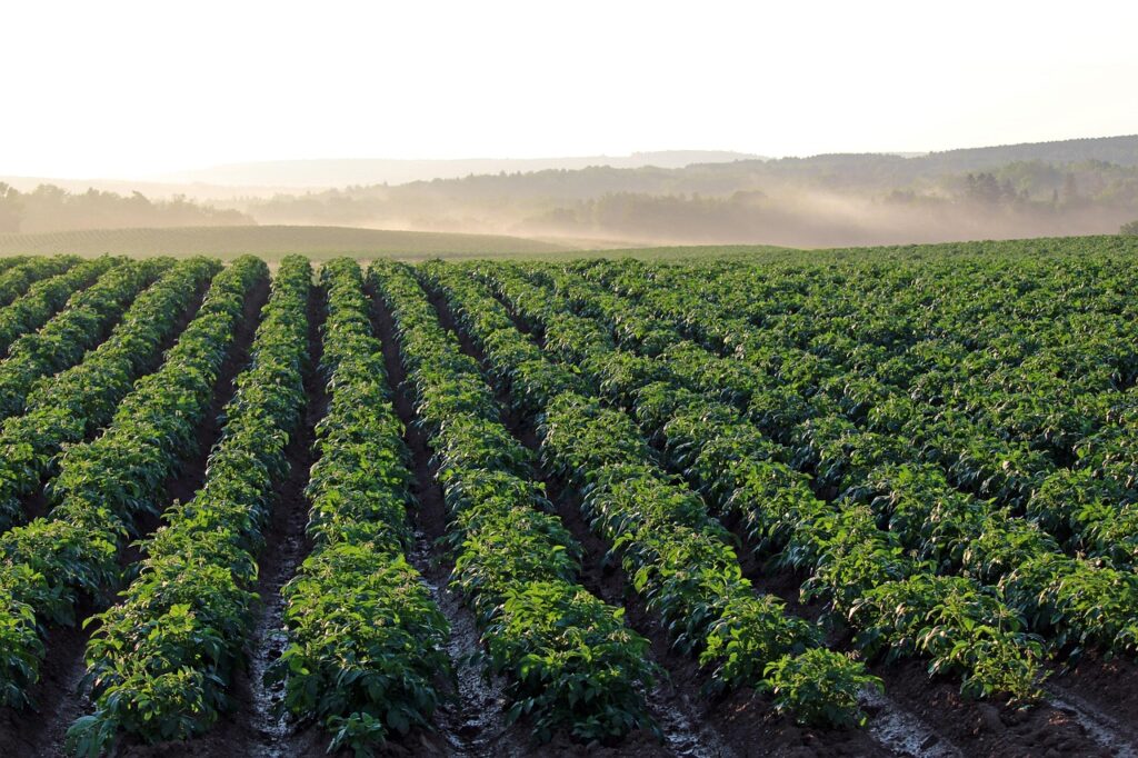 Precision Farming with AI