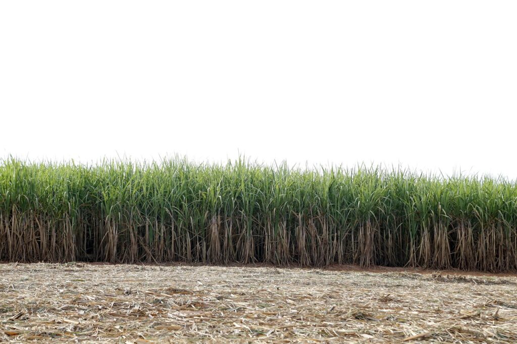 Precision Farming with AI
